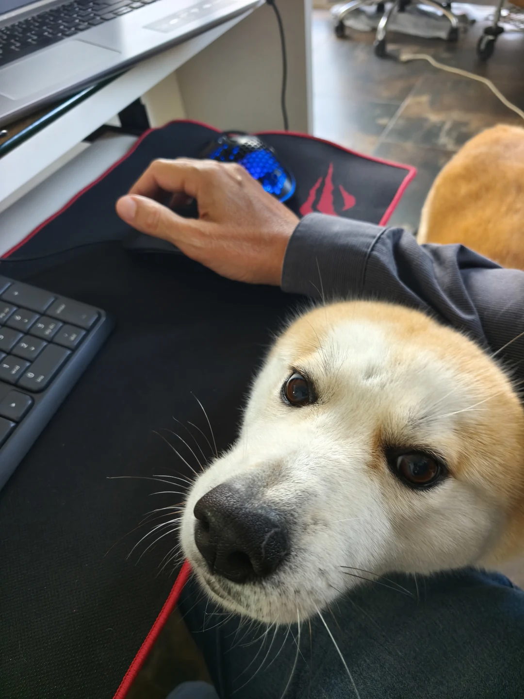 Aika encosta a cabeça no colo de Lauro e olha para ele junto à mesa com computador e teclado